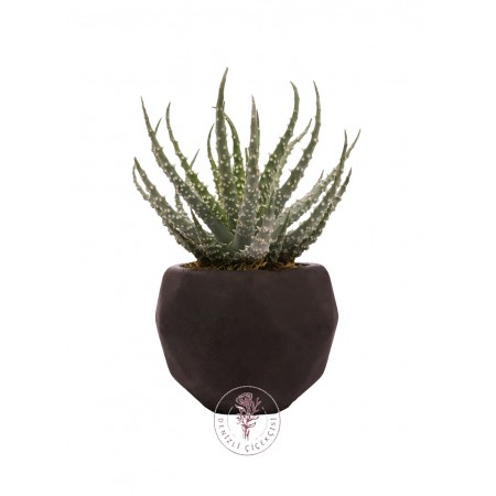 Saksıda Aloe Humilis